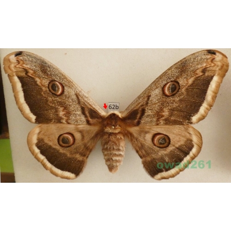 Saturnia pyri (Denis & Schiffermüller, 1775) female Pawica gruszówka Czech 114mm62b